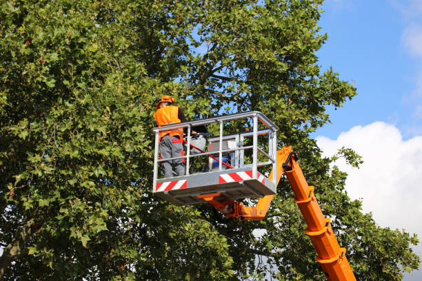 Reliable Birdsboro, PA Tree Services Solutions